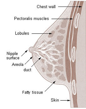 Breast Ultrasound Anatomy