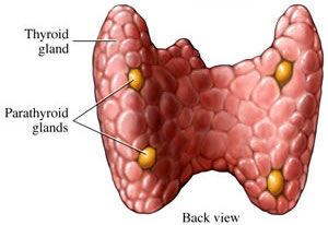 The symptoms of GERD occur as heartburn after eating a large meal, bending over or lying down. 